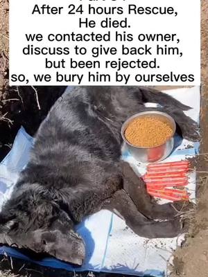 A post by @dogrescuecent on TikTok caption: #homelessdog #pet