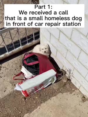 A post by @dogrescuecent on TikTok caption: #homelessdog #pet