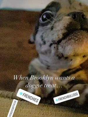 A post by @djpoprek on TikTok caption: He’s big mad!  #frenchbulldog #frenchies