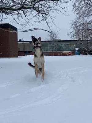 A post by @jack_the_gsd on TikTok caption: The Branch Manager is back! #dogsofttiktok #germanshepherd #germanshepherdsoftiktok #foundastick #winter