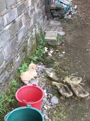 A post by @tinyyestore on TikTok caption: Dog VS Gooses#dog #geese #fpy