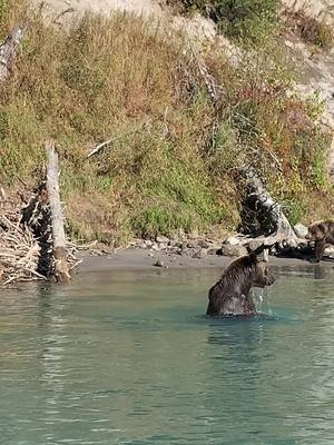 A post by @jwkimages on TikTok caption: Bear necessities of life in Alaska means fishing for salmon, lots of salmon #bears #alaska #wildlife #photography #