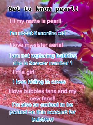 A post by @pickletheaxolotl on TikTok caption: Get to know pearl!! !#fyp #foryou #famous #blowthisup #SimsSelves #axolotl #cute #pet #viral #likeitup #follow #like #actives #pearltheaxolotl