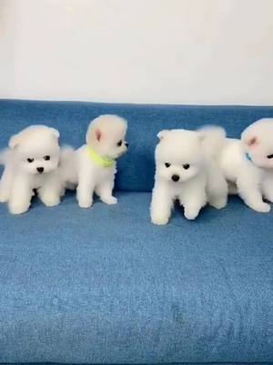 A post by @leolikedog on TikTok caption: What a cute puppy#dog #doglover #tiktokdogs #cute #cutelove