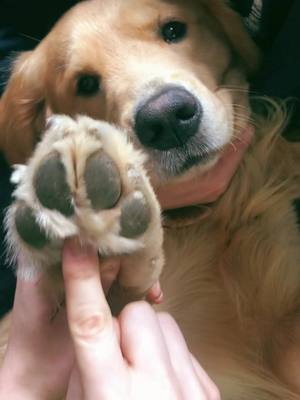 A post by @landothebrave on TikTok caption: I’m a big fan of Dolly #fyp #toebeans #goldenretriever #cutenessoverloaded #fluffy #dollyparton #pawpatrol #puppy