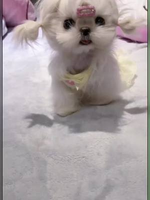 A post by @joy152021 on TikTok caption: #dogs #cute #puppy #foryoupage #tiktok #foryou