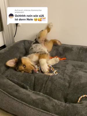 A post by @nele_australianshepherd on TikTok caption: @prvd_milena antworten und sie war noch viel süßer 🥰🥰🥰 #puppy #dog #cute #australianshepherd #fürdich #gotnothinginmybrain #fy #foryou #viral #süß