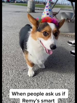 A post by @itsremythecorgi on TikTok caption: His good looks make up for it 😅IB:@Ladyandtheblues #dogsofttiktok #fails