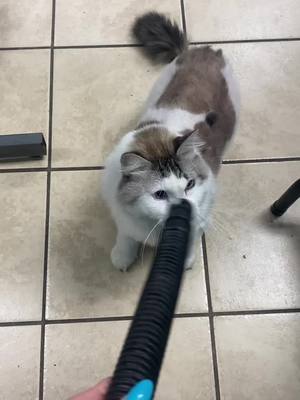 A post by @allpetgroomingteam on TikTok caption: Oscar the shop kitty playing with the air hose! #foryoupage #allpetgrooming #grooming #catsoftiktok #fyp #playingaround