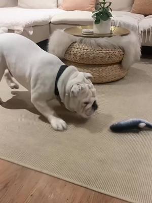 A post by @cutepetcc on TikTok caption: #floppyfish #floppyfishtoy #floppyfishchallenge #bulldogsoftiktok #funnybulldogs #dogtoy #viraldogtiktok #fishdogtoy   #bulldogingles #bulldog