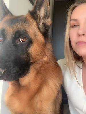 A post by @chewiethegsd on TikTok