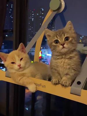 A post by @cutepet214 on TikTok caption: The children next to you are sleepy,why don’t you sleep?#cat #pet #cute #cats