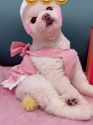 A post by @leolikedog on TikTok caption: What a cute puppies#dog #doglover #tiktokdogs #funnyvideos #cute #cutelove