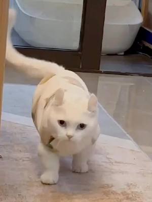 A post by @leolikedog on TikTok caption: #cute #cutelove #cat #catlover #catsoftiktok