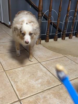 A post by @karigrefsrud on TikTok caption: It’s not that bad. 🙄#dogsofttiktok #toothbrush #archer