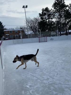 A post by @jack_the_gsd on TikTok caption: 🚨 3rd period. Jack takes the puck home. #germanshepherd #germanshepherdsoftiktok #dogsofttiktok #hockeydog #animallover