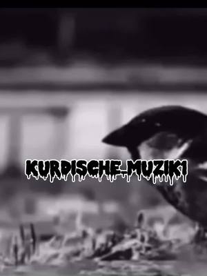 A post by @kurdische_muzik1 on TikTok caption: 🕊🥀#🕊 #kurdischelieder🇹🇯 #kurdische_muzik1 #yaramin #fypシ゚viral #tiktok #🕊🤍❕ #kurdischemuzik #fyyyyyyyyyyy #🌹 #liebeslied #🖤🥀 #fypage #folgen