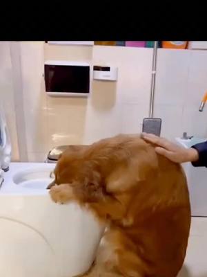 A post by @leolikedog on TikTok caption: 😂😂😂#dog #doglover #funnyvideos #tiktokdogs #dogsvideo