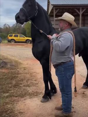 A post by @horseyeditss_ on TikTok caption: What is your favorite animal?🥰 #foryoupage #foryou #fyp #viral #fyy #horses #black #horseriding #horse #amazing #stallion