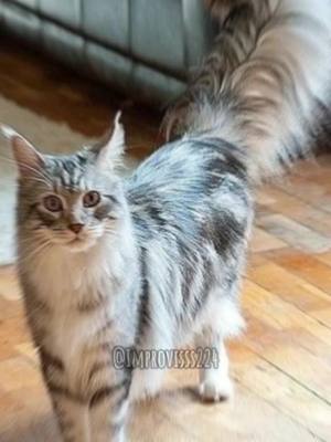 A post by @improvisss224 on TikTok caption: Четвёртый мяу🐈