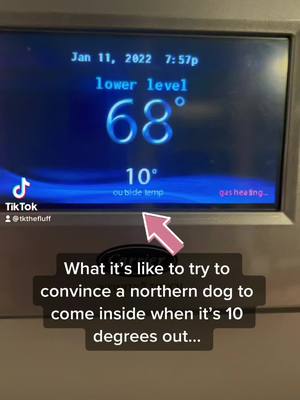 A post by @tkthefluff on TikTok caption: 10 degrees heaven! #wolfdog #northendog #cold