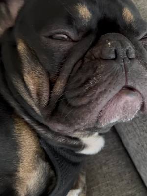 A post by @draco_thefrenchiepup on TikTok caption: #dog