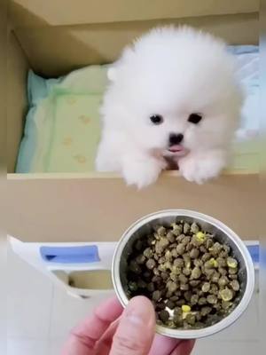 A post by @joy152021 on TikTok caption: #dogs #cute #puppy #foryoupage #tiktok #yummy