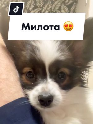 A post by @mikicoin on TikTok caption: Ох уж эти милые щенки 😍😍😍  #papillon #cute #щенок #папильон #уши #втюрилась