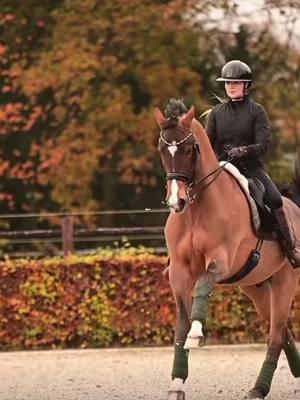 A post by @horseyeditss_ on TikTok caption: How many saddle pads do you have ?🥰 #foryoupage #foryou #fyp #viral #fyy #horses #black #horseriding #horse #amazing cr: in insta annemeulendijks