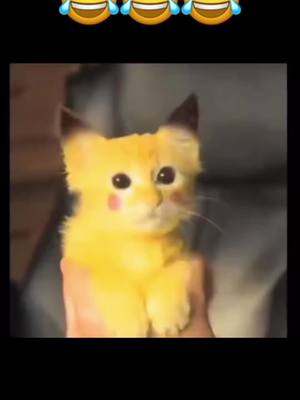 A post by @oohnowthisentertainment on TikTok caption: Awee😂😂#pikachu#catsoftiktok#funnyvideos#funnycatsoftiktok#latenightlaughs#fyp#cats#foryoupage#xyzbca