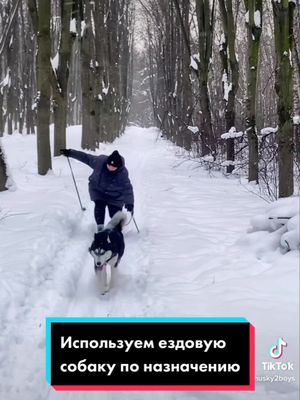 A post by @huskyandaussie on TikTok caption: Без неудач не бывает удач! #щенок #собакадругчеловека #собака❤️ #собакаэтосчастье #хаски #husky #рек #хаскиголубыеглазки #хаскивидео #ездоваясобака