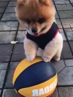 A post by @leolikedog on TikTok caption: The dog show#dog #doglover #funnyvideos #tiktokdogs #dogsvideo #pet #petlover