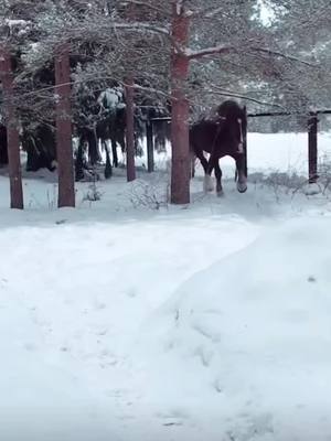 A post by @horseyeditss_ on TikTok caption: Winter or summer?🥰 #foryoupage #foryou #fyp #viral #fyy #horses #horseriding #snow #black #stallion #amazing #wow cr: insta domaninahorses