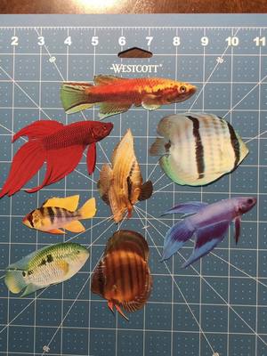 A post by @ericollage on TikTok caption: finding this fish book @ the thrift store made my heart soar #fish #collage