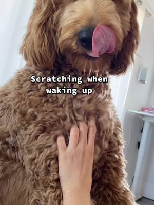 A post by @goldendoodlebenny on TikTok caption: Can dog owners relate to this?! 😂😂😂 #PetsOfTikTok #dogsoftiktok #dogparents #dogowners #clingypet #goldendoodle #petvlog