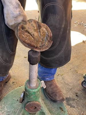 A post by @gunderson_forge on TikTok caption: #asmr #farrier #farrierasmr #gundersonforge #farriertiktok #dgfarrier #satisfying #oddlysatisfying #texas