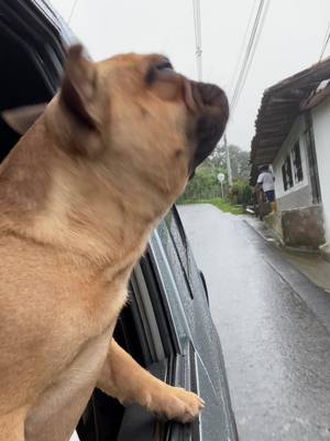 A post by @khloethehappybulldog on TikTok caption: Traveling/Viajando 🚗.   #fyp #mascotas #comedia #parati #foryou #foryoupage #pet #dog #tiktokviral #puppy #comedia #latin #messi #cristiano#viaje #guau