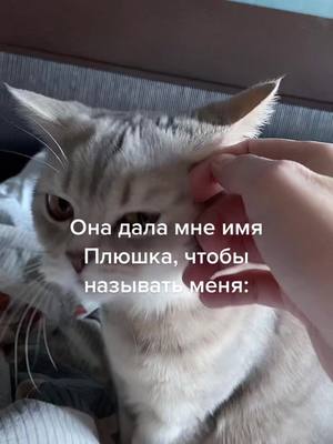 A post by @nakedskull on TikTok caption: #переписка #тренд #котики