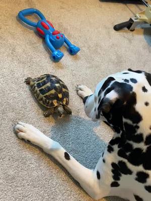 A post by @thecrazydogmom on TikTok caption: Mai follows Minnie everywhere and Minnies so gentle with her 😍 #pets #Home #petlover #PetsOfTikTok #dog #dalmatian #puppy #dogsofttiktok #foryou #fyp