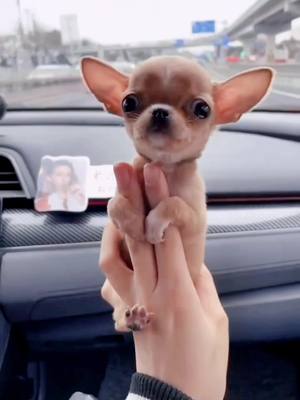 A post by @chihuahuajojo on TikTok caption: I love it 🥰🥰💗🐶🐶#CloseYourRings #ArbysDiabloDare #cutedog #doglove #dogsofttiktok #chihuahuastiktok #dogmom #puppylove