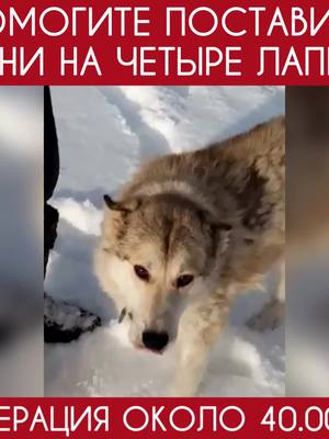 A post by @save_husky on TikTok caption: #Руни_нижневартовск СРОЧНО НУЖНА ОПЕРАЦИЯ  - ОСТЕОСИНТЕЗ НА СЛОМАННУЮ ЛАПУ! Откладывать больше нельзя иначе, он может лишится лапы, операция назначена 20 января, стоимость около 40000₽! #спастисобак #husky #huskylife #онкологияпобедима #лечениесобак #adoptdontshop