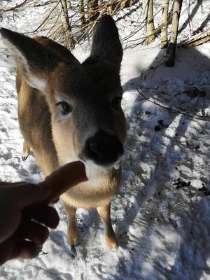 A post by @dimdimbap on TikTok caption: Friend ? . . . . . #fyp #foryourpage #animal #dear #canada #foryou #pourtoi #quebec #winter