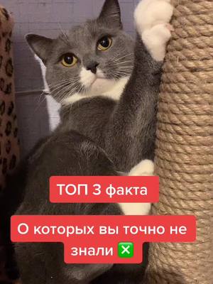 A post by @kokosik_kokos8 on TikTok caption: #кот #cat