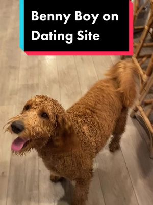 A post by @goldendoodlebenny on TikTok caption: Isn’t Benny boy handsome? Please help share to find Benny a date! #valentine #valentinesdate #dogdate #happyvalentine #dogsofttiktok #goldendoodle