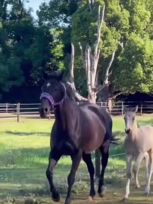 A post by @horseyeditss_ on TikTok caption: Would you prefer have the first or the second couple?🥰 #foryoupage #mare #cute #baby #foryou #fyp #viral #fyy cr on insta: bellahorsez 💖