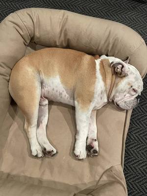 A post by @the_bulldog_griff on TikTok caption: Tater 🥔🥔🥔 #englishbulldog #potato #dog