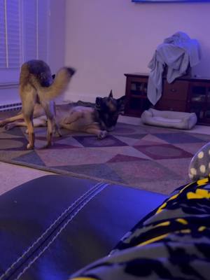 A post by @k9lady on TikTok caption: It’s 5:30 in the morning…why??? Just why?? #nosleep #k9bir #kiyagirl #dogsofttiktok #retiredk9 #lovinglife