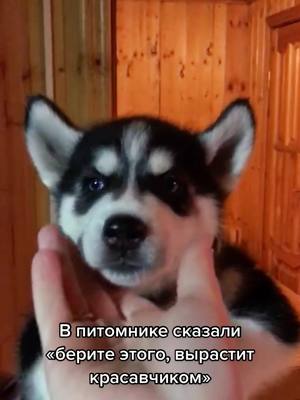 A post by @huskyandaussie on TikTok caption: Красавчик же? 😏😍❤️ #щенок  #собака❤️ #собакаэтосчастье #хочуврек #хаски #husky #хаскиголубыеглазки #люблюхаски #хаскивидео #huskyblueeyes #huskylife