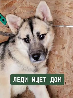 A post by @save_husky on TikTok caption: Леди метис хаски ищет дом! Возраст около года, привита, стерилизована! Отдается по догвору  с отслеживанием судьбы! #щенки #adoptdontshop #приютинепокупай #husky #ищудом #метис