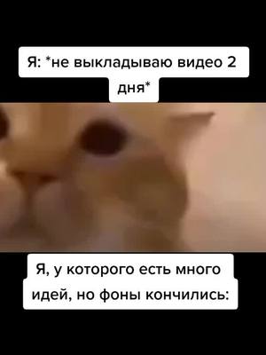 A post by @vandoggie228 on TikTok caption: ##сдобрымутром #утро #пятница #bruh #жиза #fyp #fur #fu #funny #fyp #fypシ #fy #fyr #хэштеги